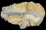 Fossil Coral Colony (Stylina & Thamnasteria) Association -Germany #157325-2